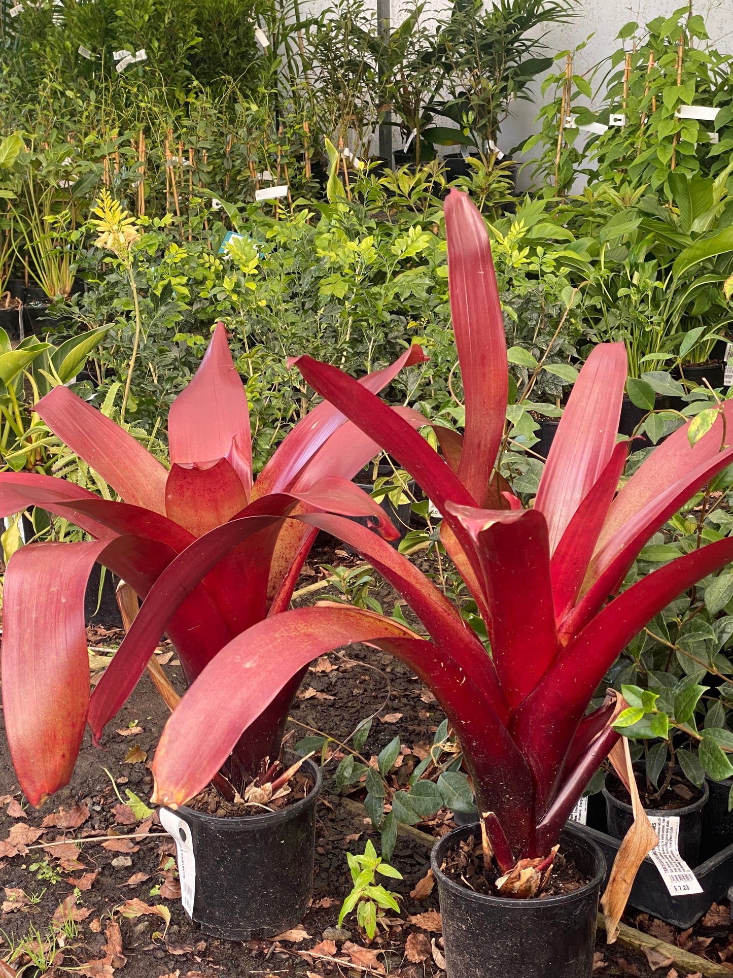 Bromeliad x 'Red Ensign'