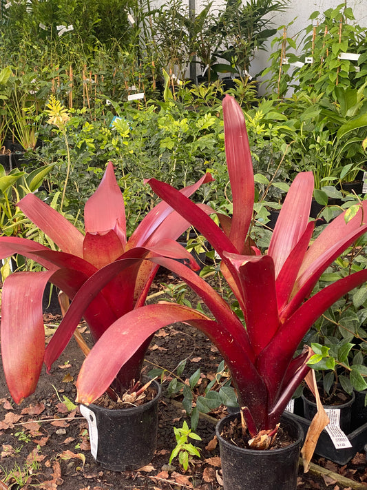 Bromeliad x 'Red Ensign'