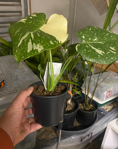 Monstera 'Thai Constellation' 12cm