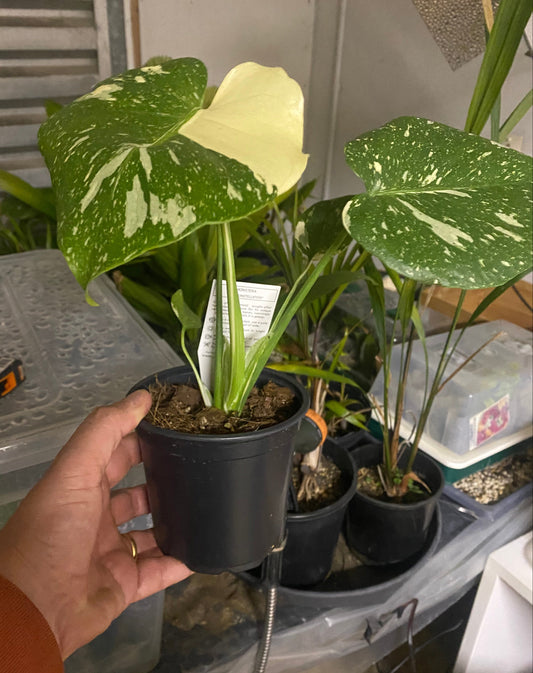 Monstera 'Thai Constellation' 12cm