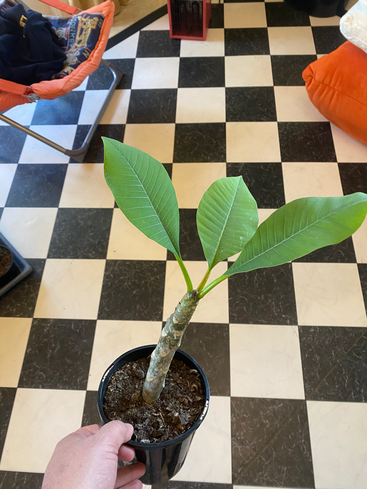 Tropical Frangipani 'Pinky-Purple Colour' 1.3ltr