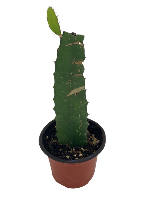 Potted Dragon Fruit cactus cutting with new growth sprouting at top