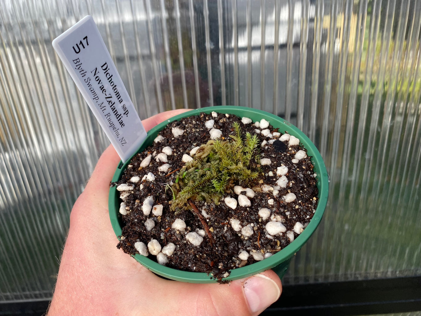 Utricularia dichotoma ssp. novae-zelandiae (Blyth Swamp, Mt. Ruapehu, NZ) - Terrestrial Bladderwort