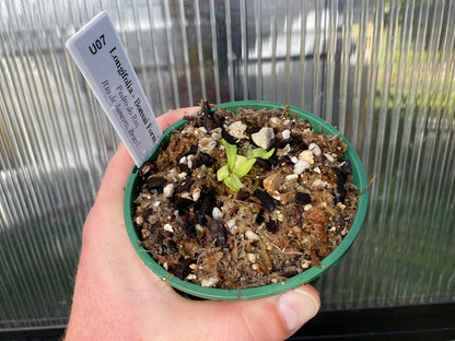 Utricularia longifolia 'Bonsai Form' (Pedro do Rio , Rio de Janeiro, Brazil) - Tropical Long-Leafed Bladderwort