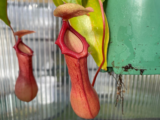 Nepenthes 'Ventrata' - Highland Tropical Pitcher Plant