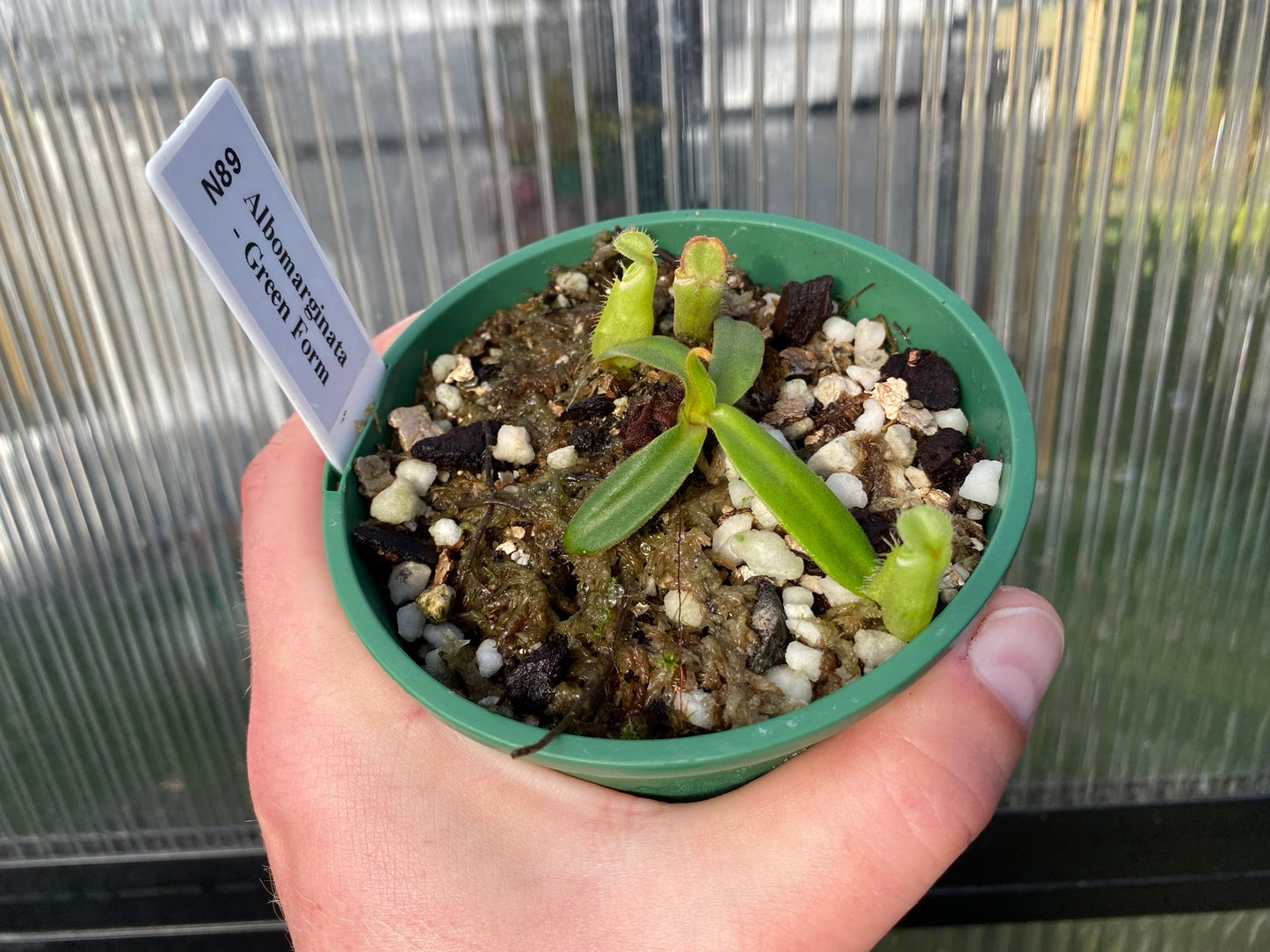 Nepenthes albomarginata 'Green Form'