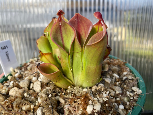 Heliamphora minor - Lesser Sun Pitcher