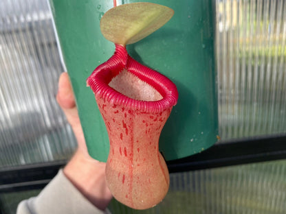 Nepenthes ventricosa - Highland Tropical Pitcher Plant