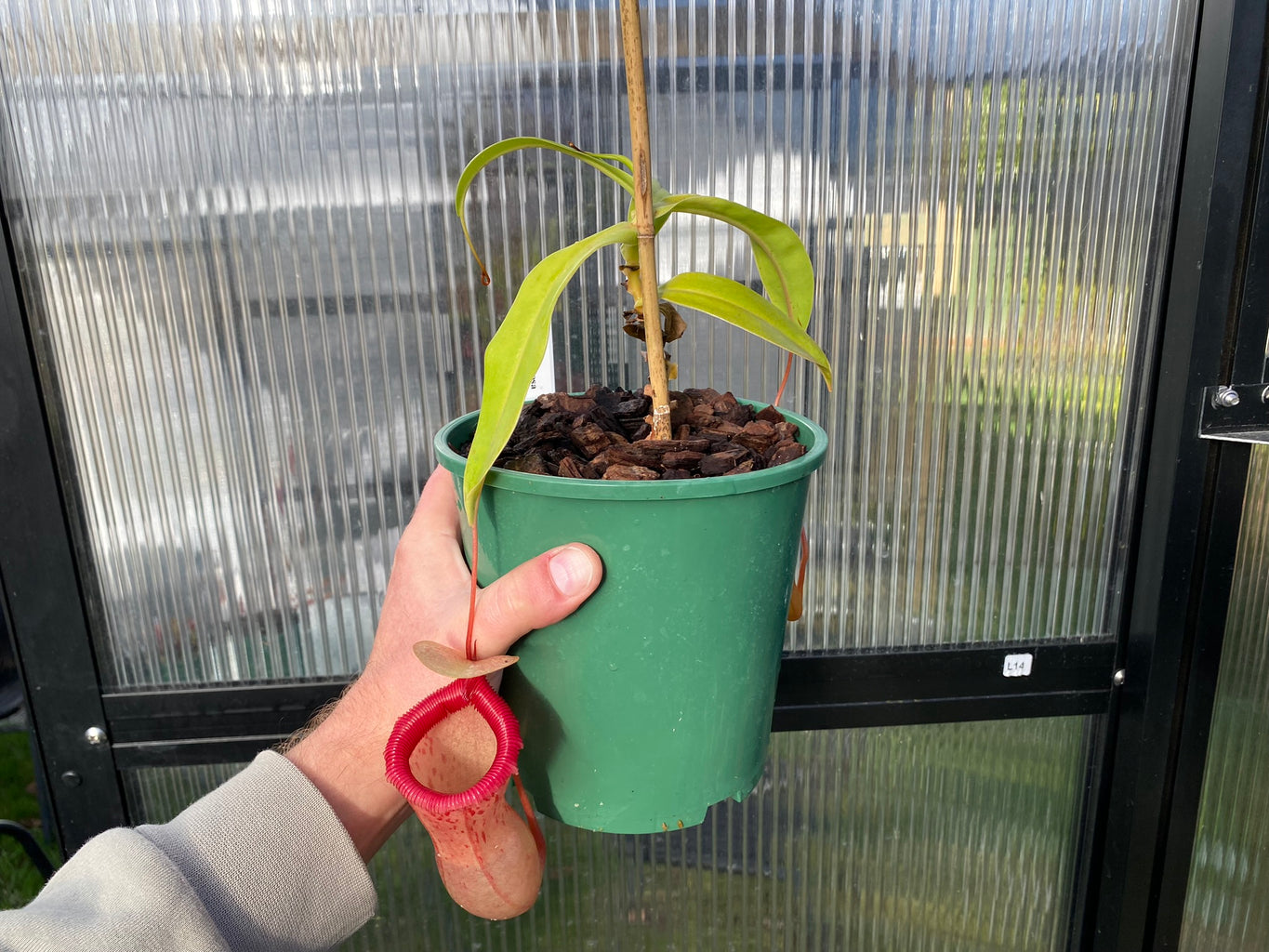 Nepenthes ventricosa - Highland Tropical Pitcher Plant