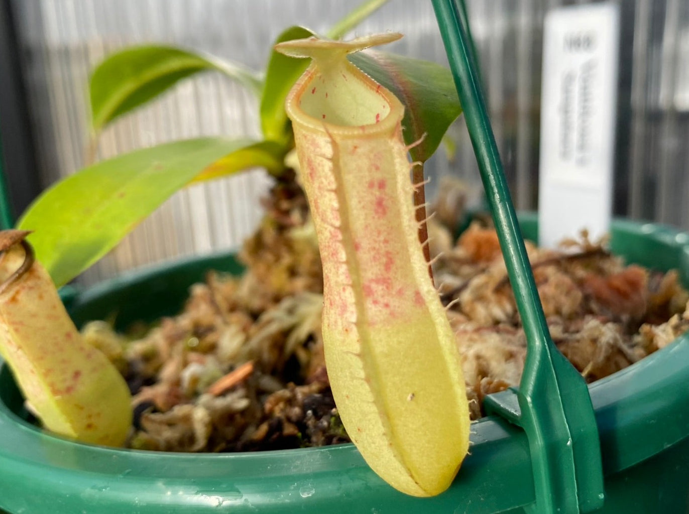 Nepenthes ventricosa x sanguinea - Highland Tropical Pitcher Plant