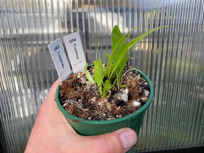 Utricularia mix - longifolia and praelonga  - Terrestrial Bladderwort