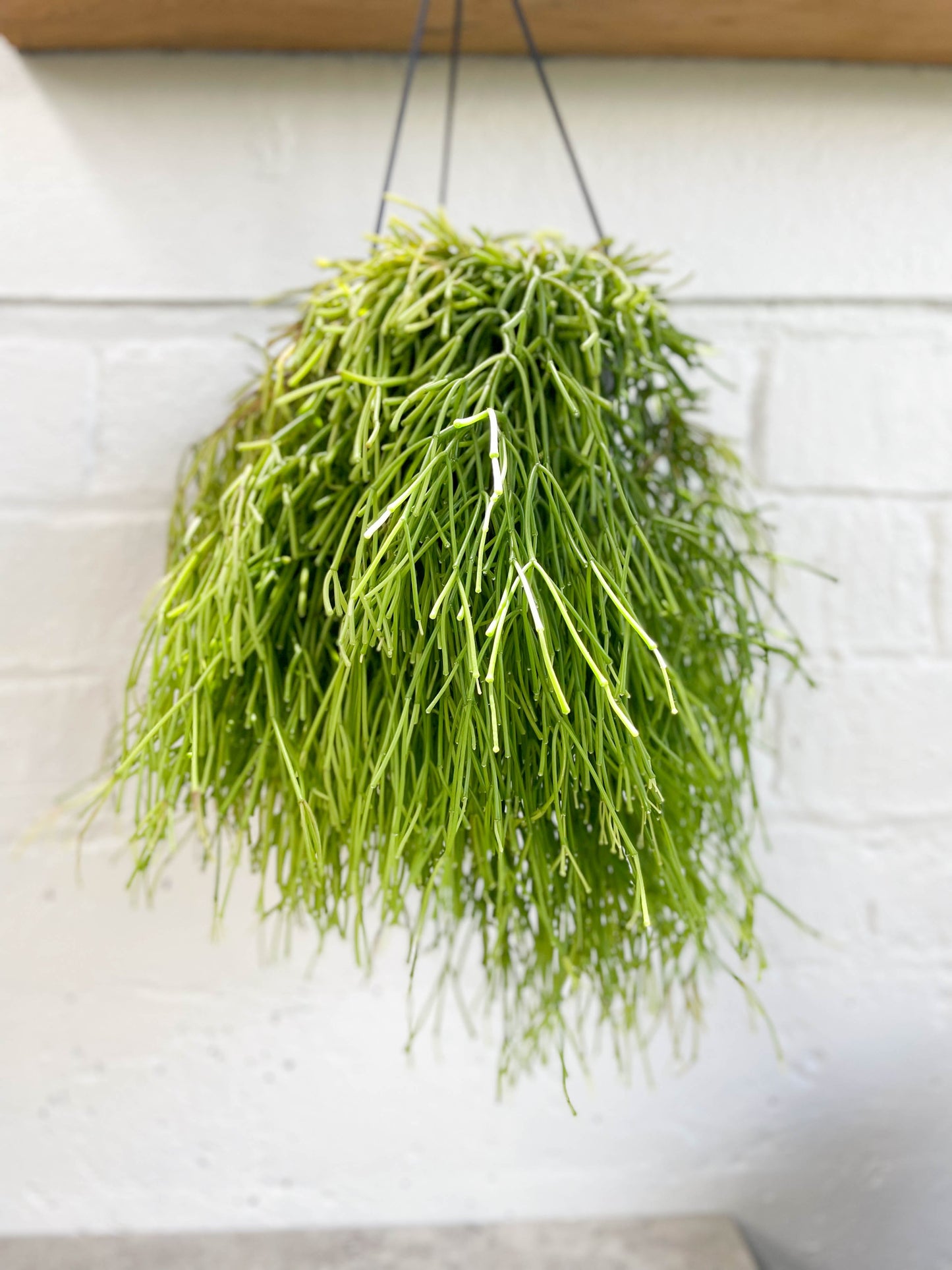 Hatiora pendula