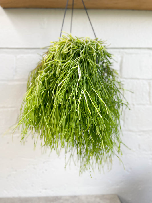 Hatiora pendula
