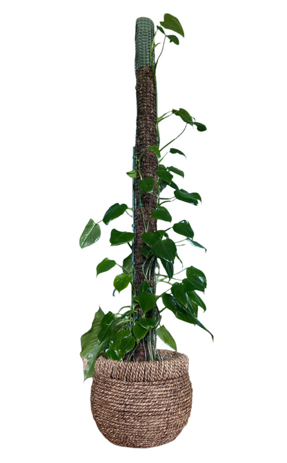 Philodendron 'Imbe' (Large)