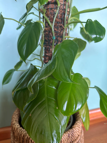 Philodendron 'Imbe' (Large)