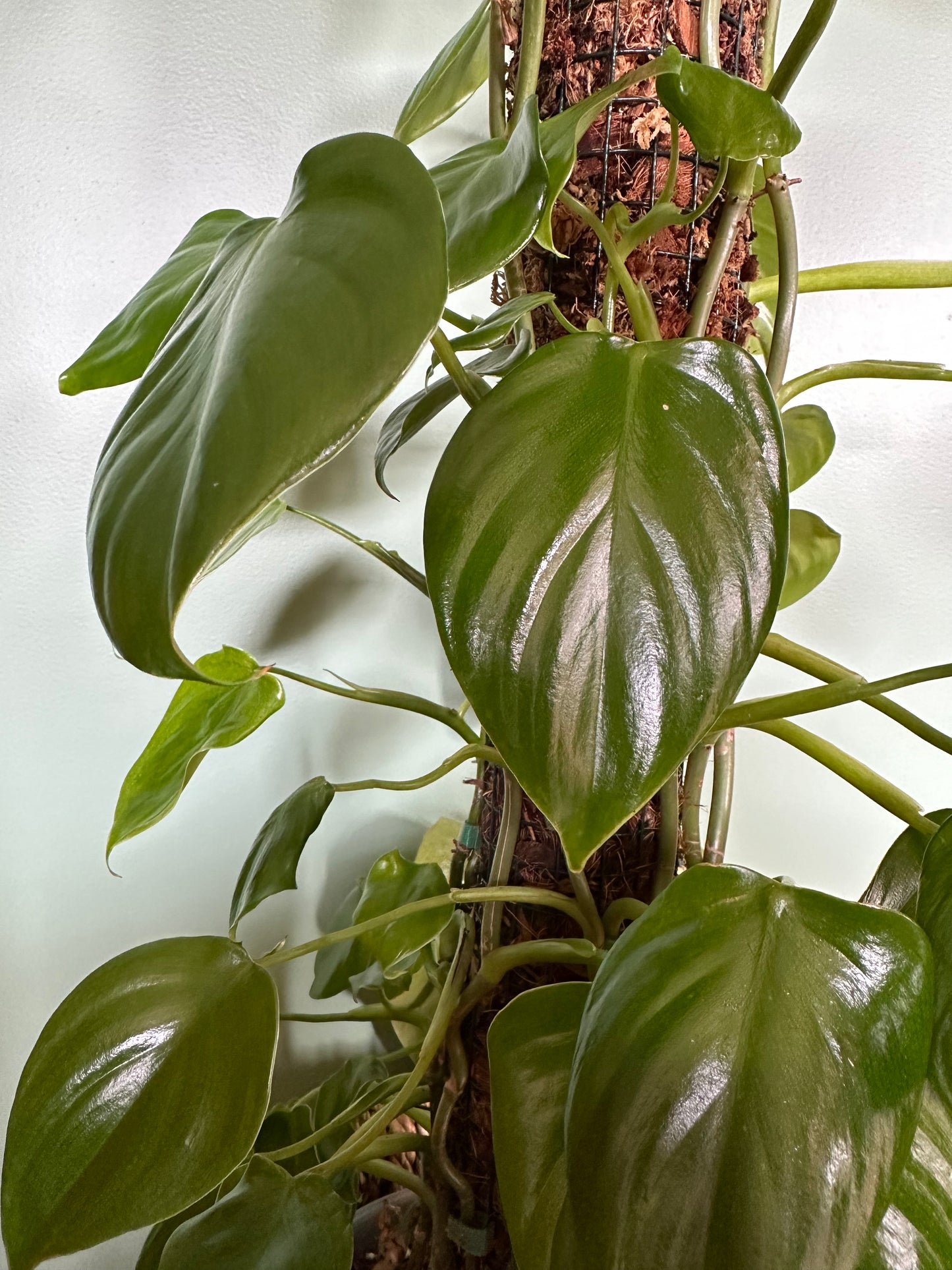 Philodendron 'Imbe' (Large)