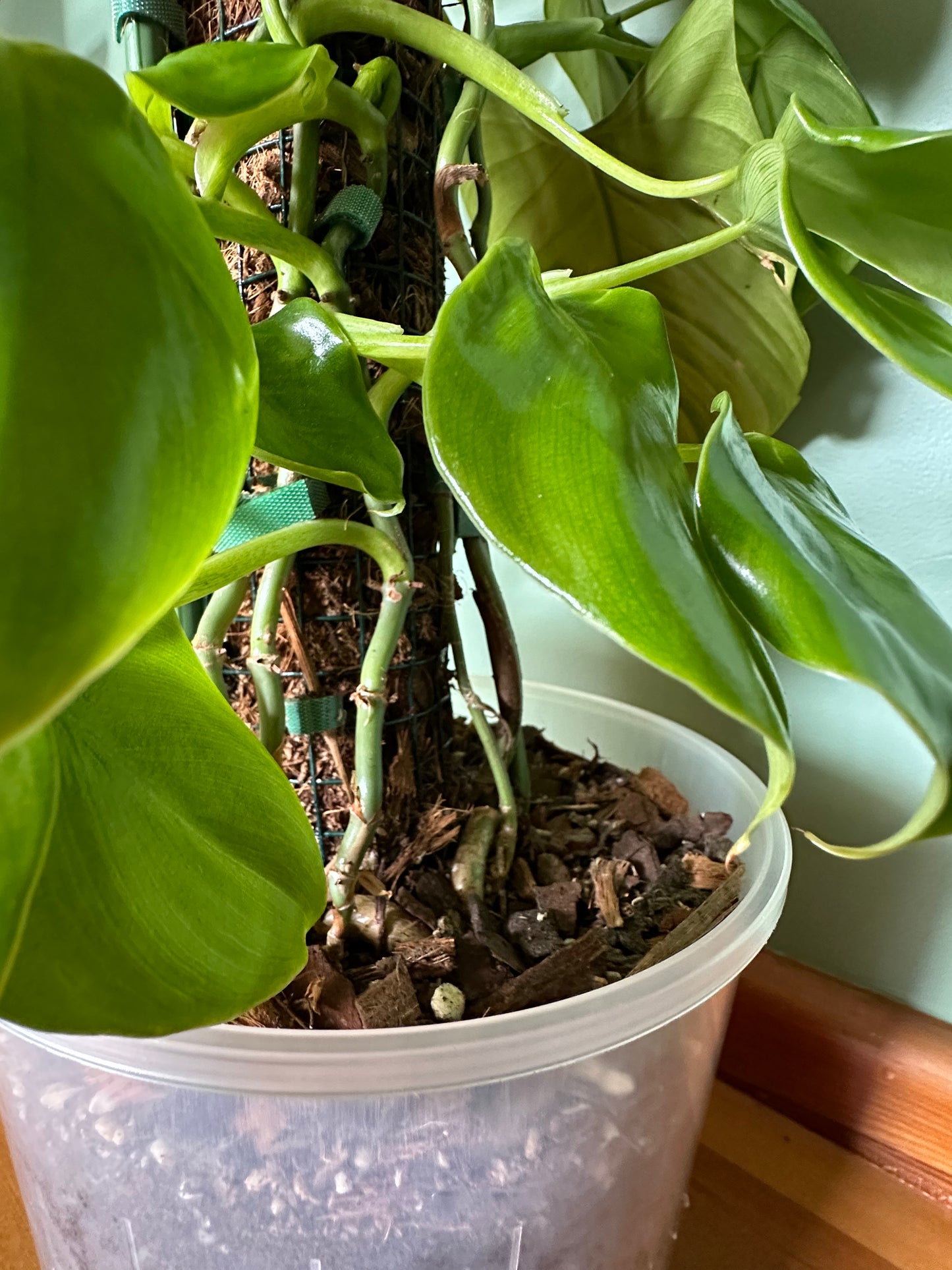 Philodendron 'Imbe' (Large)