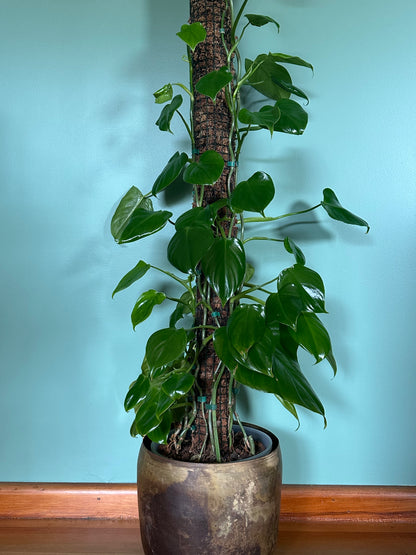 Philodendron 'Imbe' (Large)