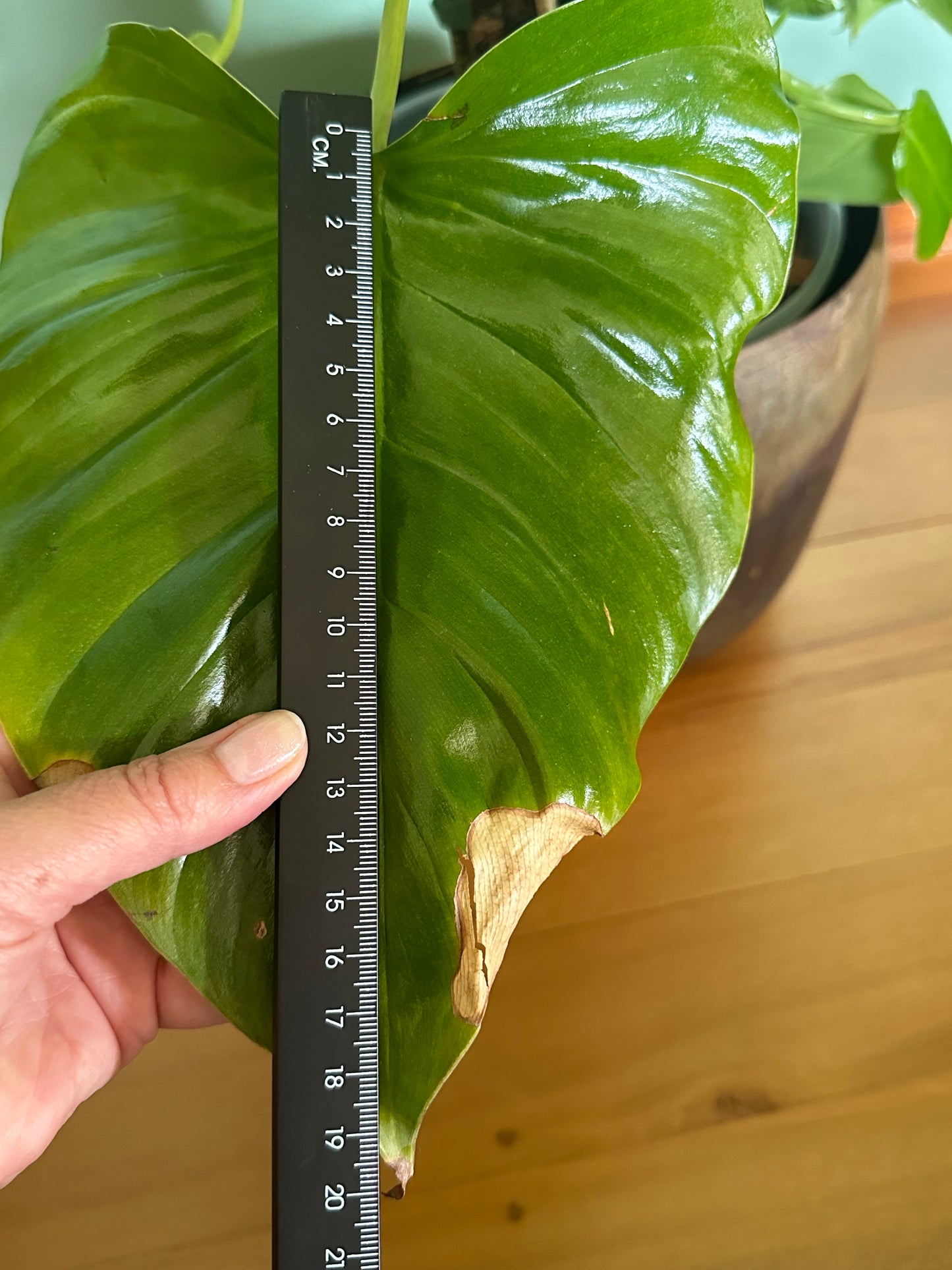 Philodendron 'Imbe' (Large)