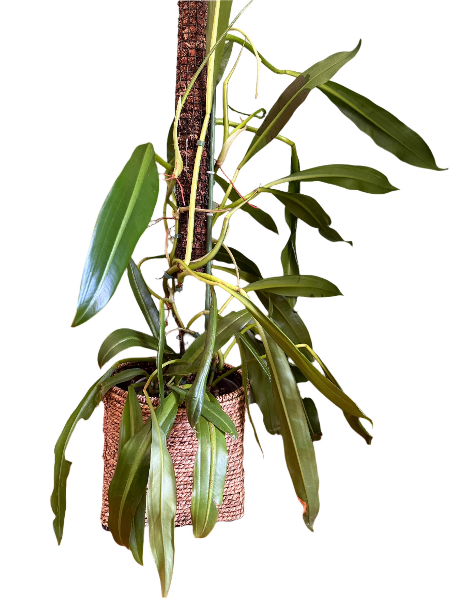 Philodendron Crassinervium (Large)