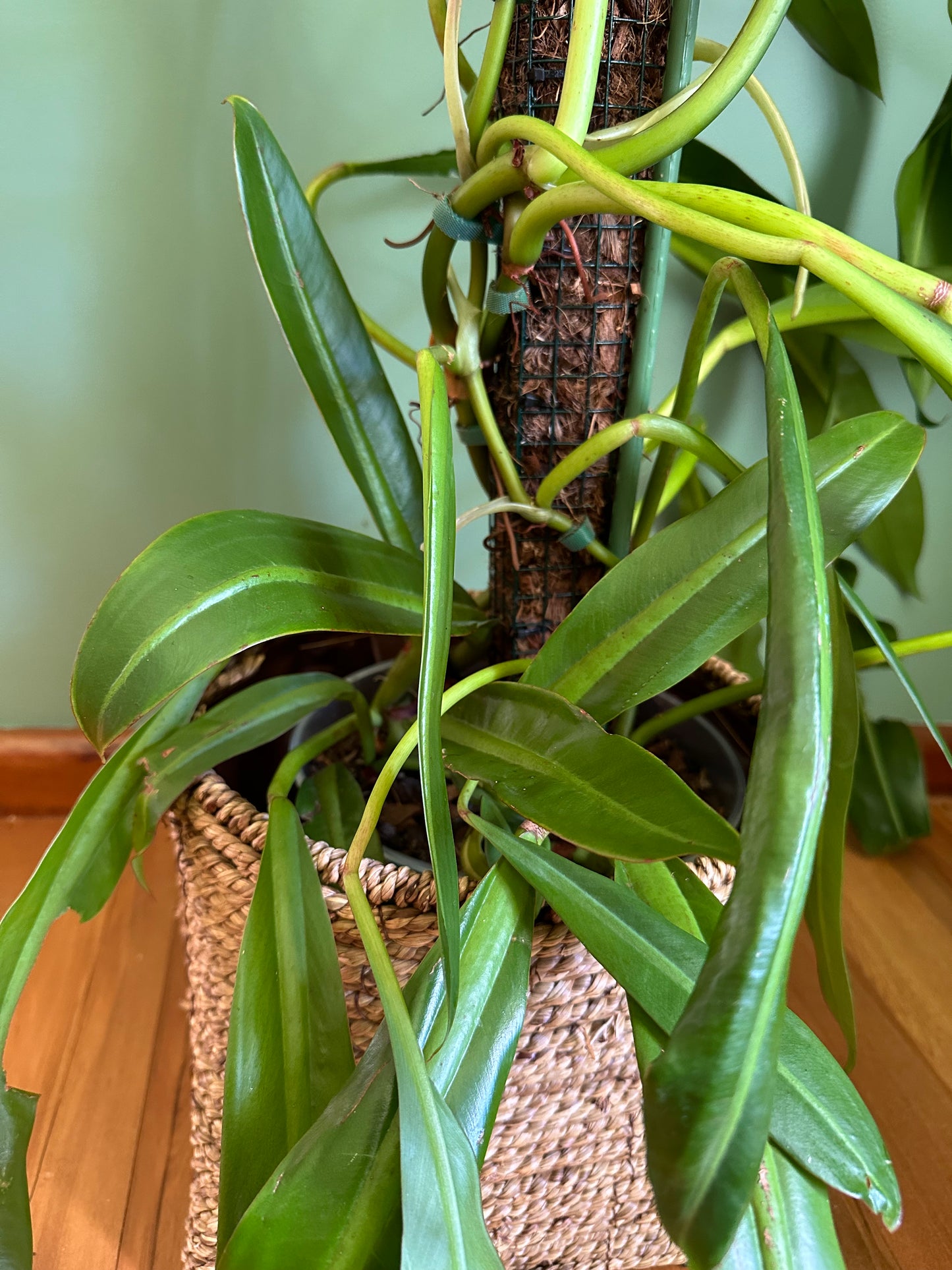 Philodendron Crassinervium (Large)