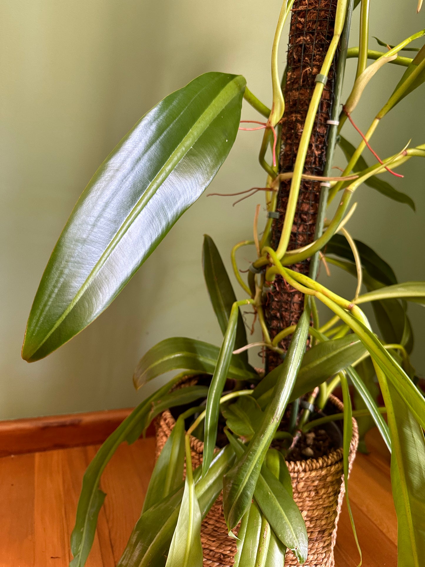 Philodendron Crassinervium (Large)