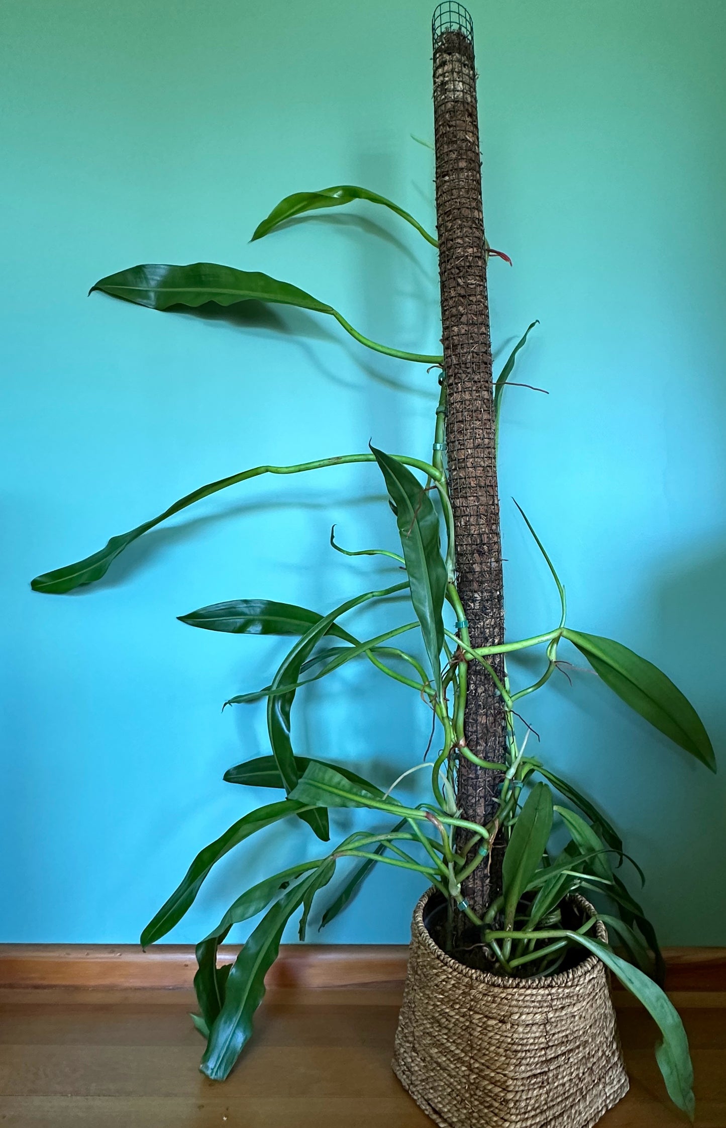 Philodendron Crassinervium (Large)