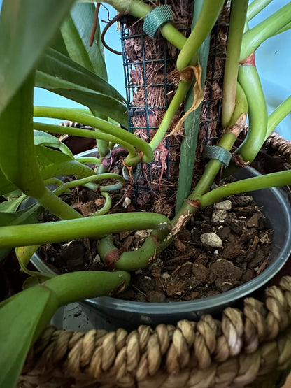 Philodendron Crassinervium (Large)