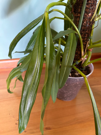 Philodendron Crassinervium (Large)