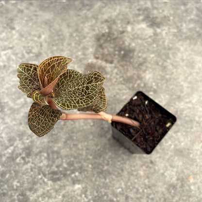 Anoectochilus roxburghii