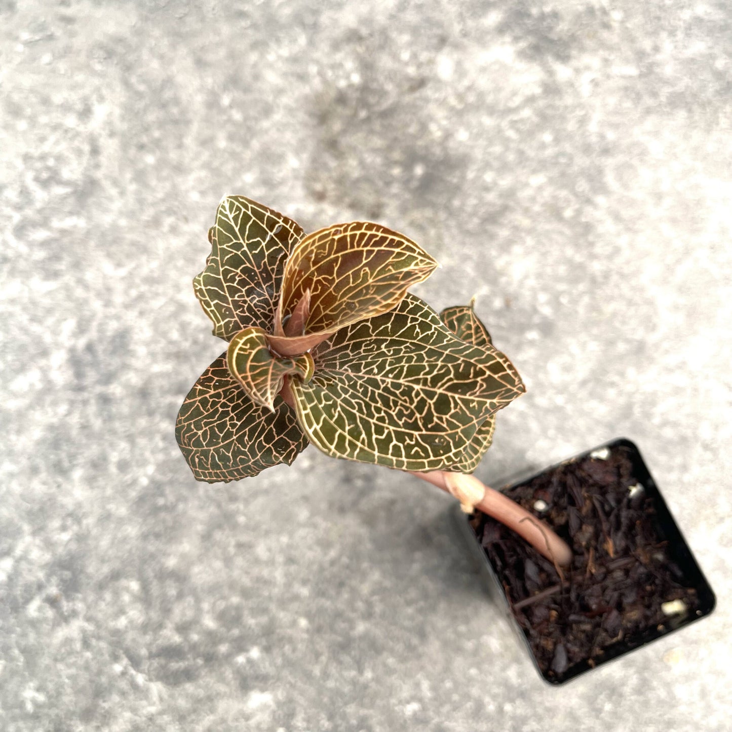 Mixed Jewel Orchids