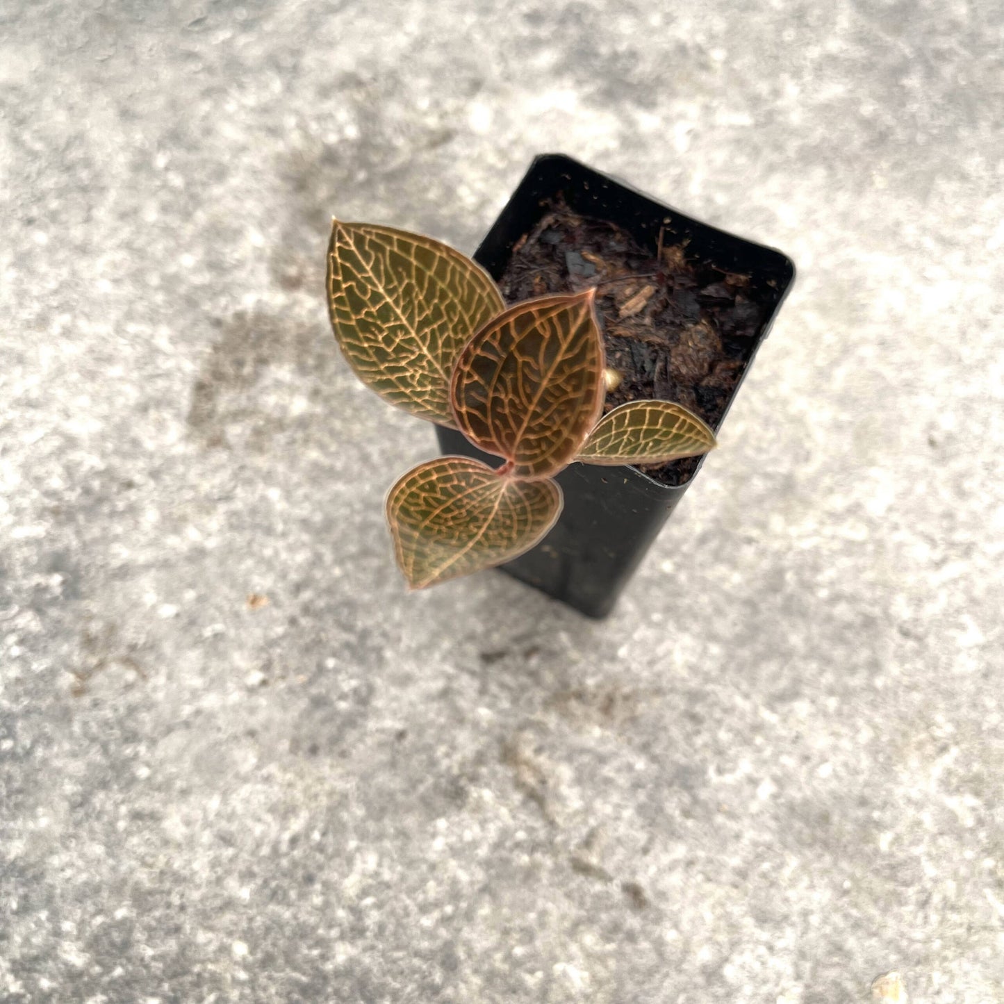 Mixed Jewel Orchids