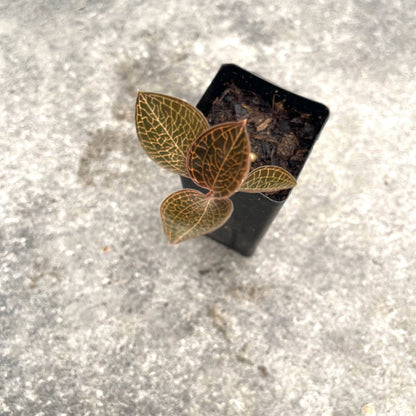 Mixed Jewel Orchids