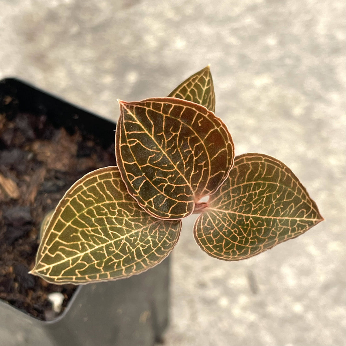 Anoectochilus roxburghii 'Rouge'