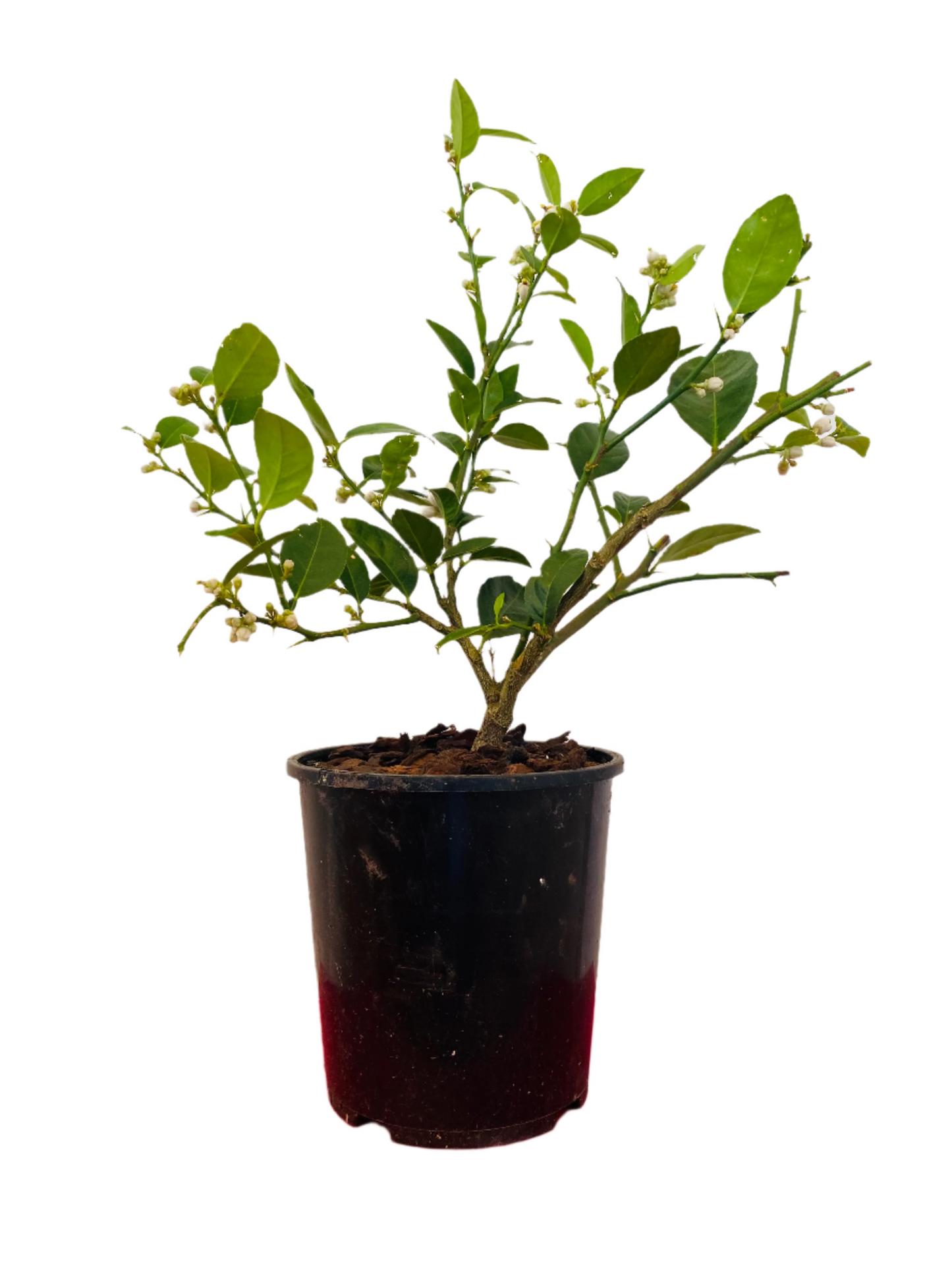 Lime 'Key Lime' 2ltr