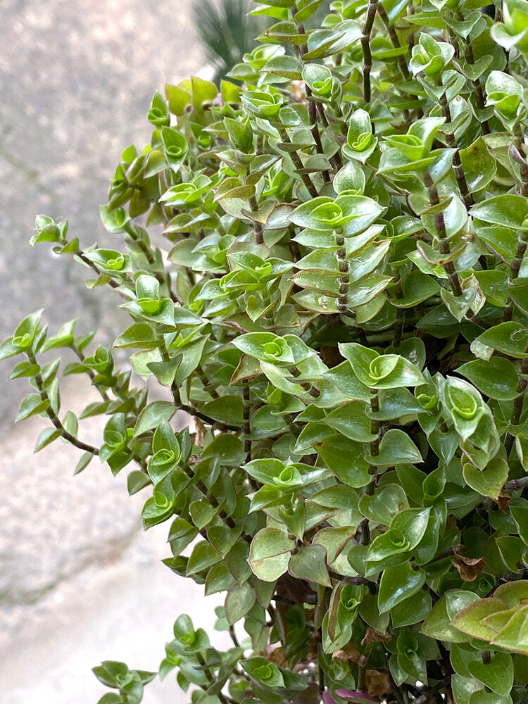 Callisia repens