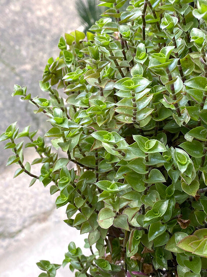 Callisia repens
