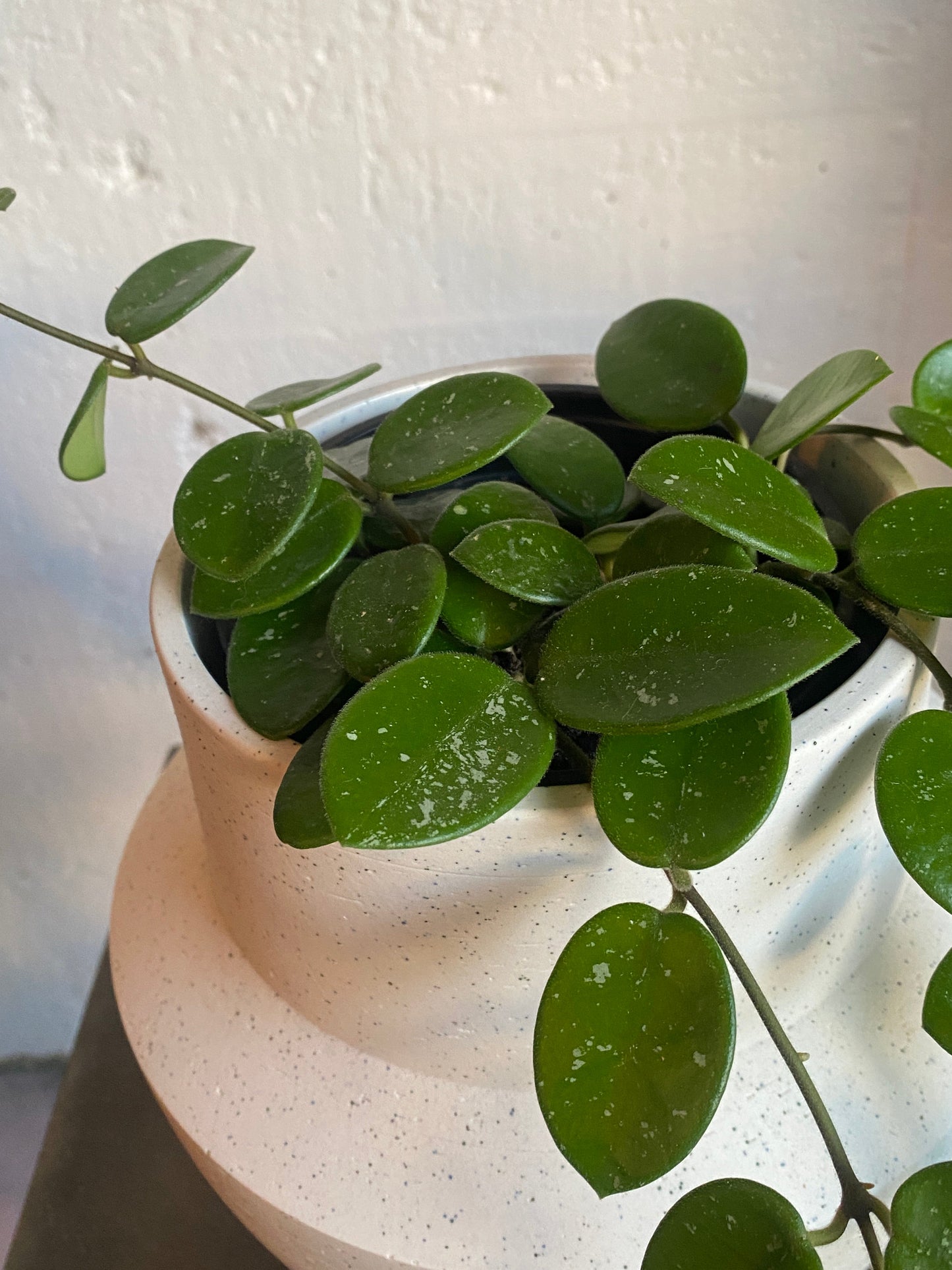 Hoya Mathilde