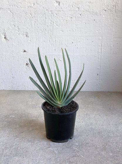 Aloe plicatilis - fan aloe