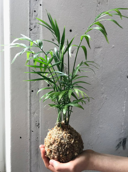 Kokedama: Palm Springs Chamaedorea