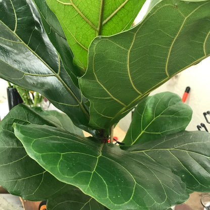 Fiddle Leaf Fig (Ficus lyrata) – Statement Indoor Plant NZ