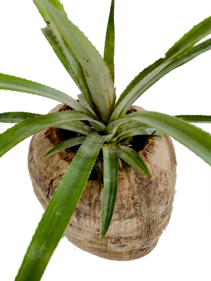 Queen Pineapple (in coconut pot)