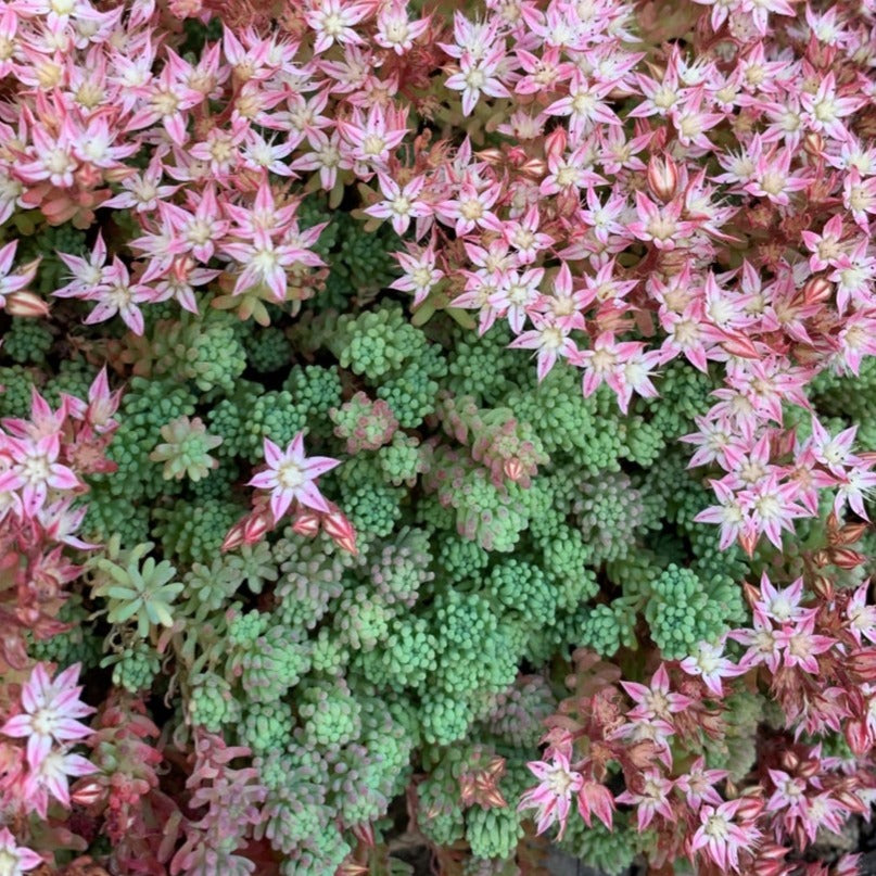 Sedum Hispanicum l Spanish Stonecrop
