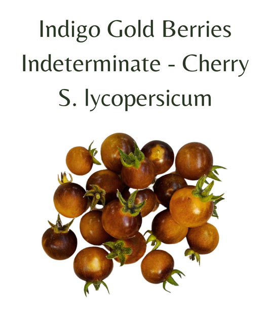 Indigo_Gold_Berries_Cherry_Tomato_10_seeds