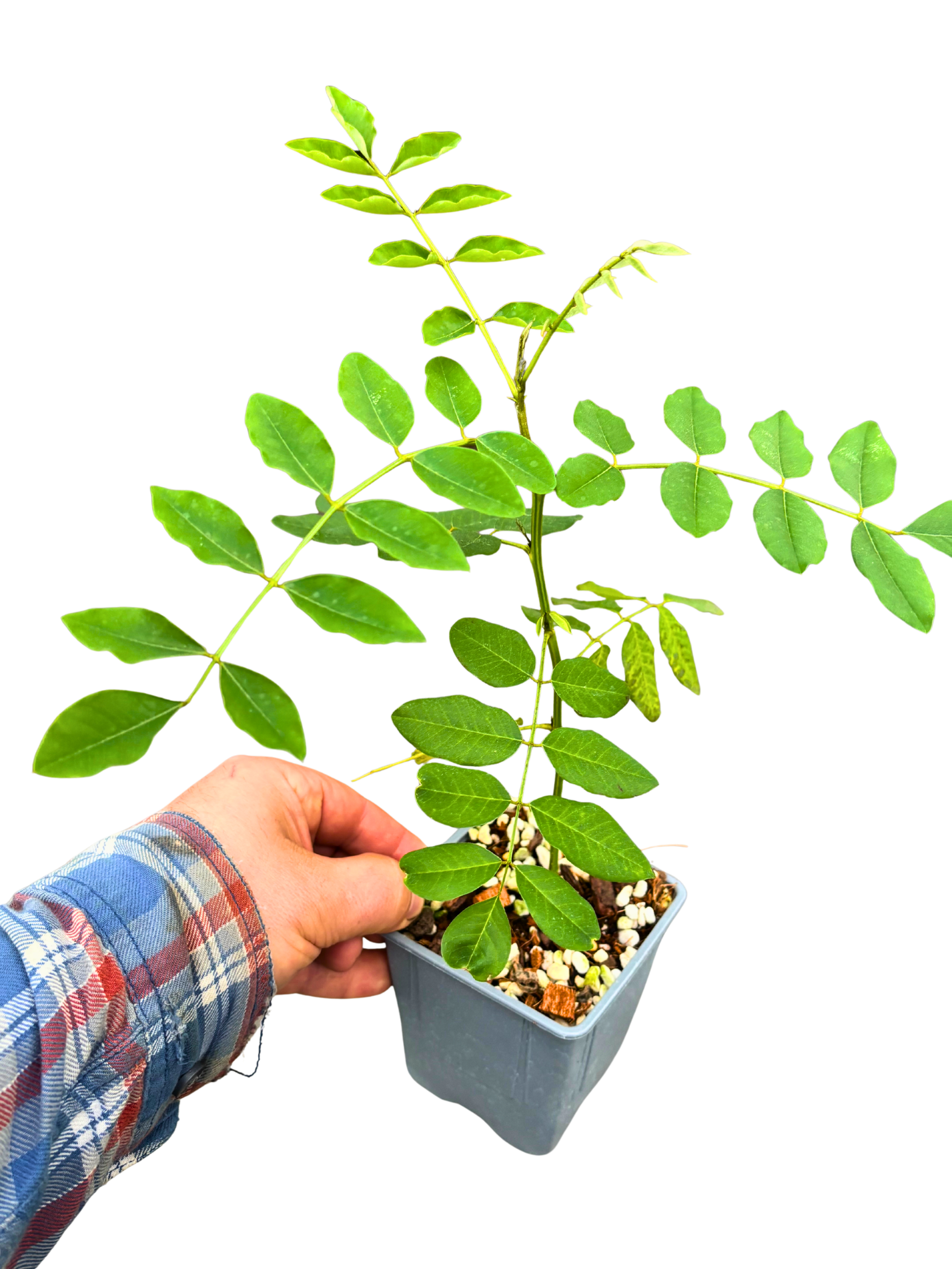 Indigo_Plant_-_Indigofera_tinctoria_in_pot