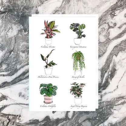 Indoor Plants Greeting Card