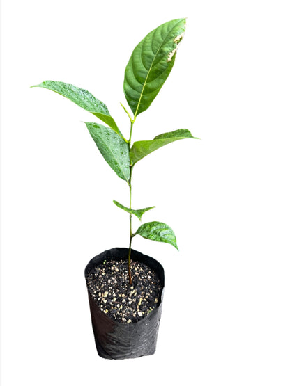 Jack Fruit Seedling (Kyogle Gold)