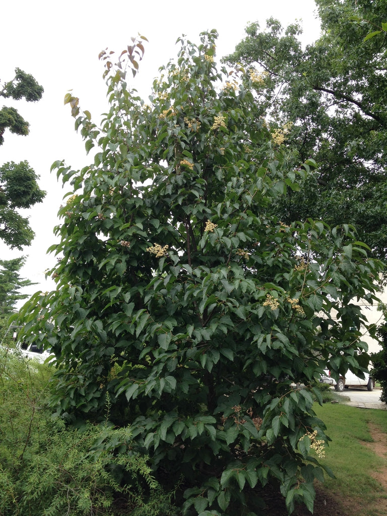 Raison Tree Japanese Raisin Tree (Hovenia dulcis) for sale – Jungle Story