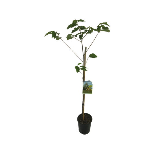 Japanese Raisin Tree