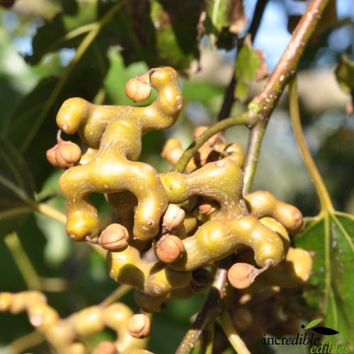 Japanese Raisin Tree (Hovenia dulcis) for sale – Jungle Story